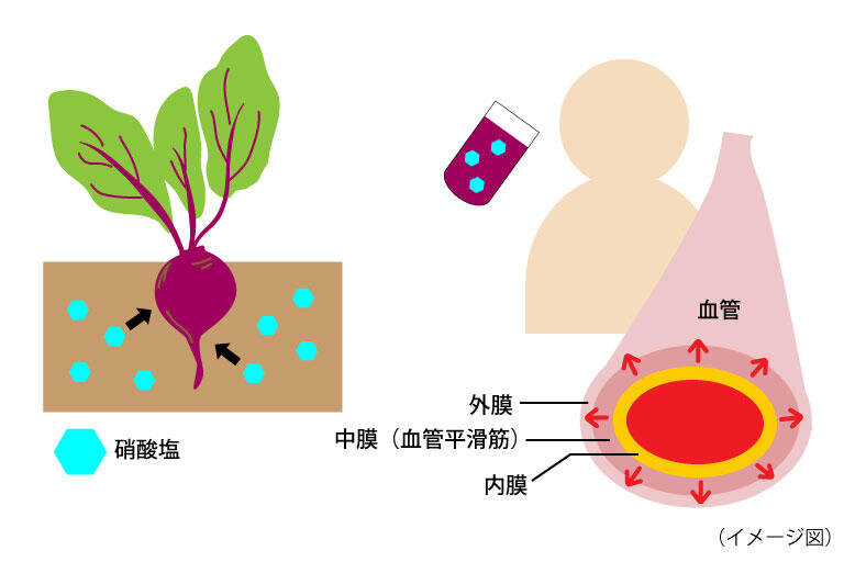 ビーツの硝酸イオンによる血管拡張イラスト